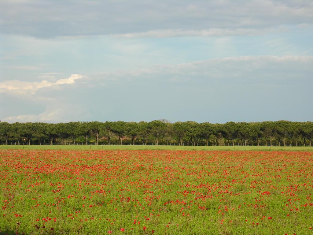 Appartamento Riviera Bibione Dış mekan fotoğraf